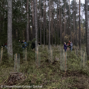 Waldpflanzaktion Konfis November 2024
